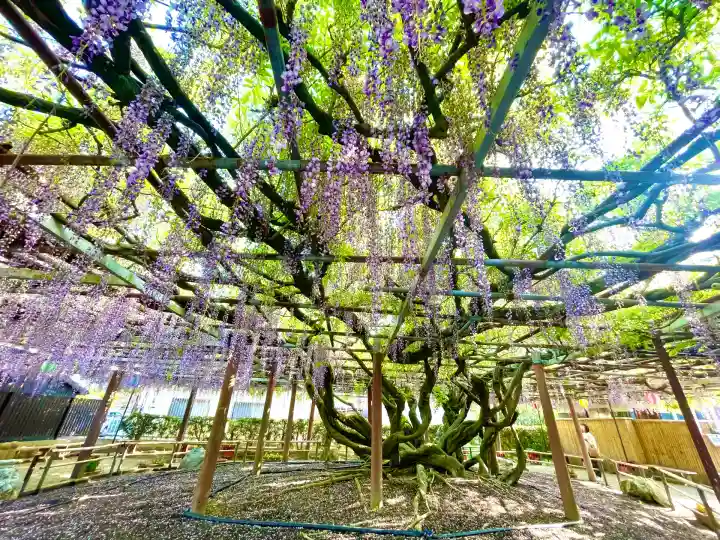 太巌寺(ふじの寺)(三重県)