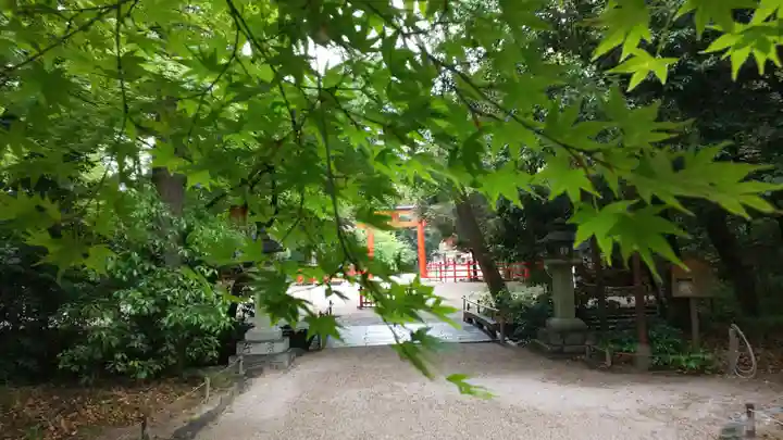 賀茂御祖神社(下鴨神社)の自然