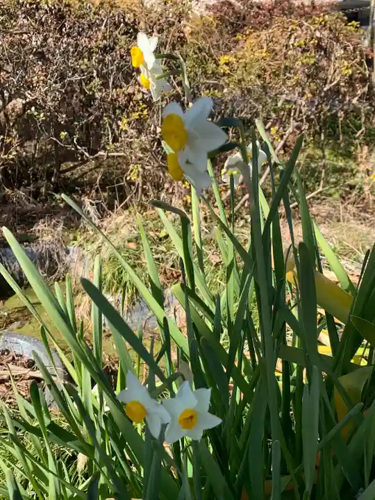 竹生島神社の自然