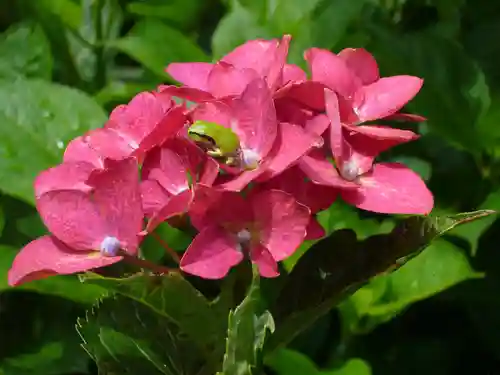 二本松寺の自然