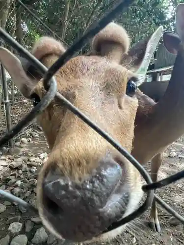 三嶋大社(静岡県)