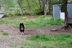 川上神社の動物