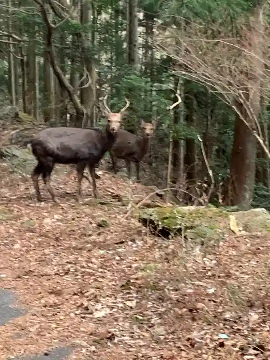 室生龍穴神社の動物