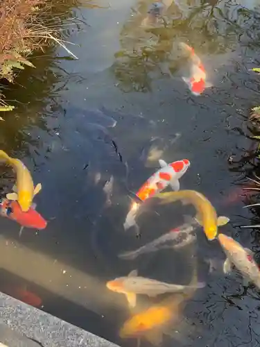 彦島八幡宮の動物