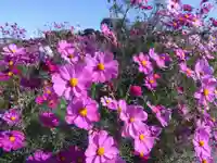 白山神社(福井県)