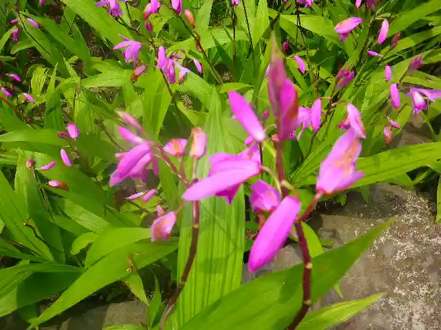 安養院 (田代寺)の自然