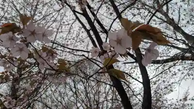 上川神社頓宮の自然