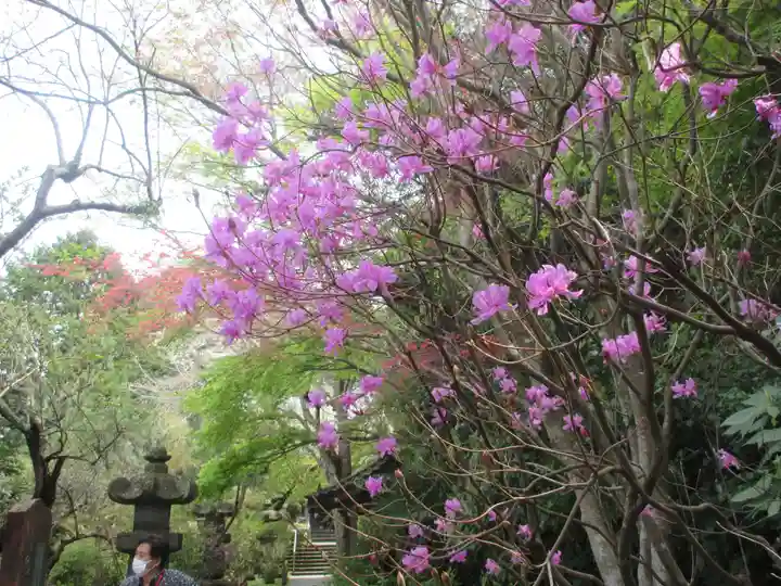 安國論寺(安国論寺)の自然