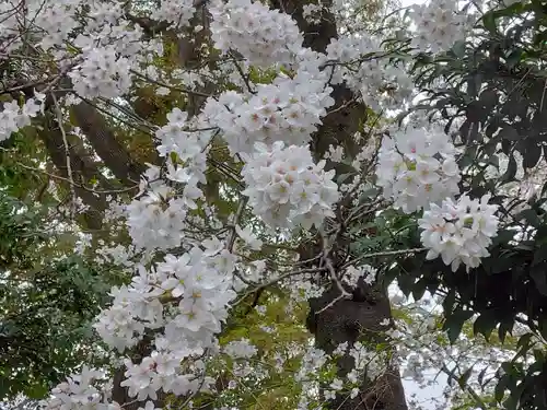 観音寺（世田谷山観音寺）(東京都)