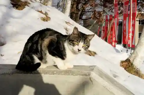 清田稲荷神社の動物