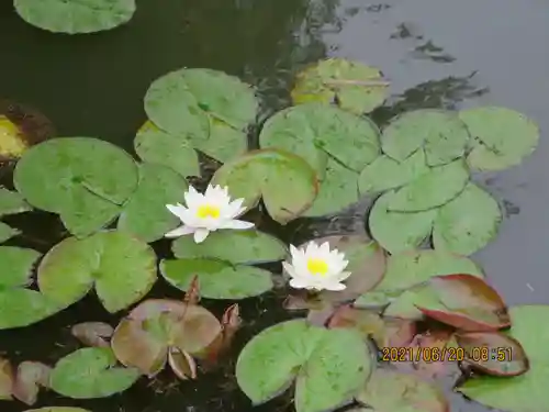 三光稲荷神社の自然