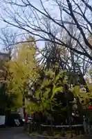 稲毛神社の自然