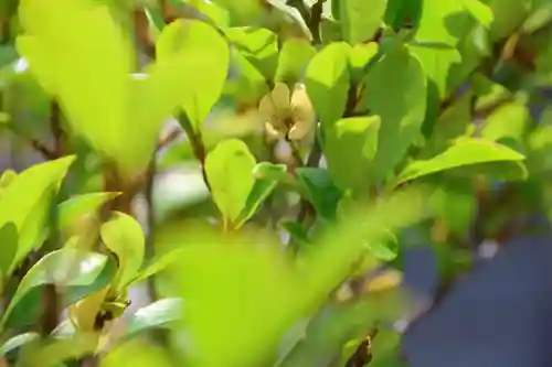 阿邪訶根神社の自然