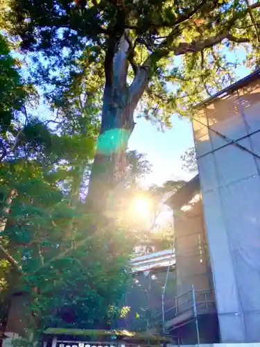 鹿島神宮(茨城県)