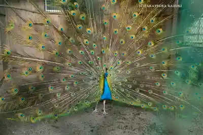 岩槻久伊豆神社(埼玉県)