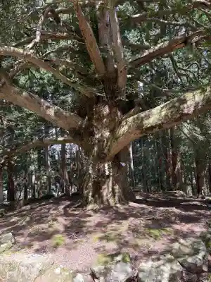 真山神社の{uncategorized: "未分類", other: "その他", undefined: "問題あり", building: "その他建物", grave: "お墓", sacred_gate: "鳥居", guardian: "狛犬", statue: "像", buddha: "仏像", history: "歴史", nature: "自然", garden: "庭園", animal: "動物", pagoda: "塔", temizu: "手水舎", mountain_gate: "山門・神門", sanctuary: "本殿・本堂", subordinate: "末社・摂社", art: "芸術", scenery: "景色", jizo: "地蔵", ema: "絵馬", goshuin: "御朱印", omikuji: "おみくじ", items: "授与品その他", amulet: "お守り", goshuincho: "御朱印帳", eats: "食事", festival: "お祭り", votive_dance: "神楽", shichigosan: "七五三参", wedding: "結婚式", experience: "体験その他", initially: "初詣", around: "周辺", anti_infection: "感染症対策"}
