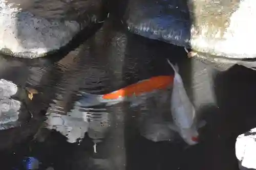 來宮神社の動物