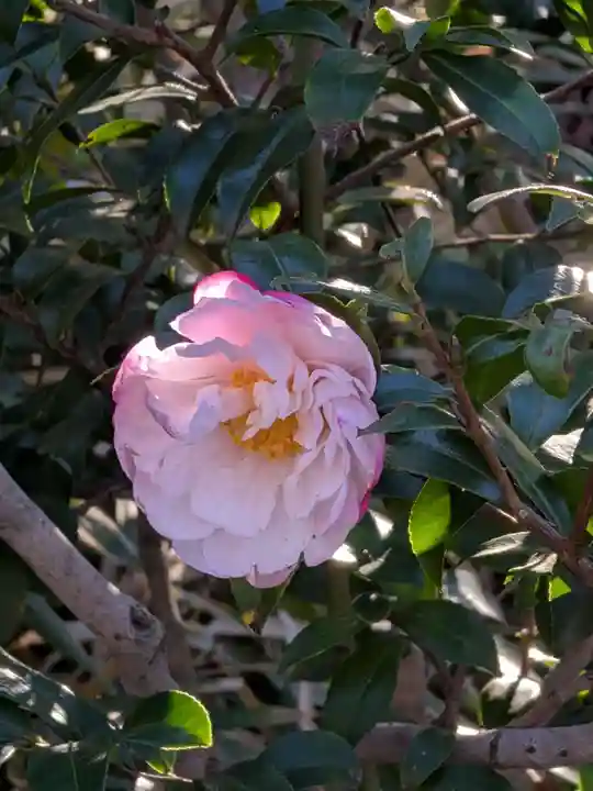 圓照寺(東京都)
