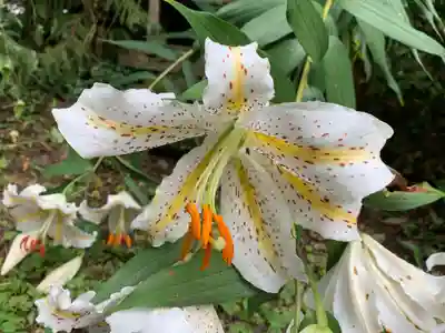 稲積神社の自然