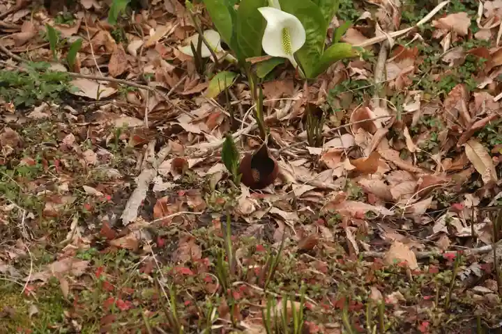 鹿島大神宮の自然