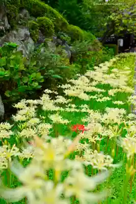 横浜　西方寺(神奈川県)