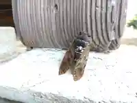 白山神社(福井県)