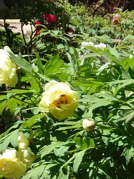 宝徳寺(群馬県)