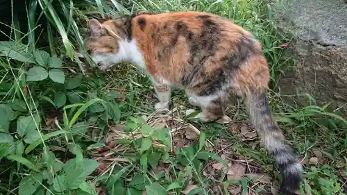 江島神社の動物