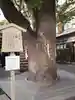 晴明神社の自然