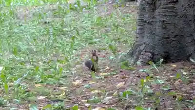 十勝護国神社の動物