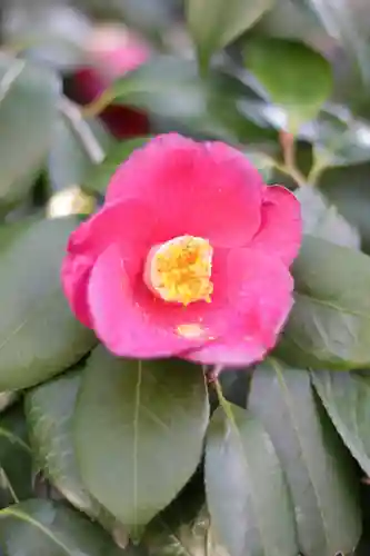 蔵前神社(東京都)