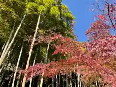 長壽寺（長寿寺）の自然