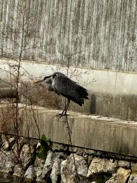 東寺(教王護国寺)の動物