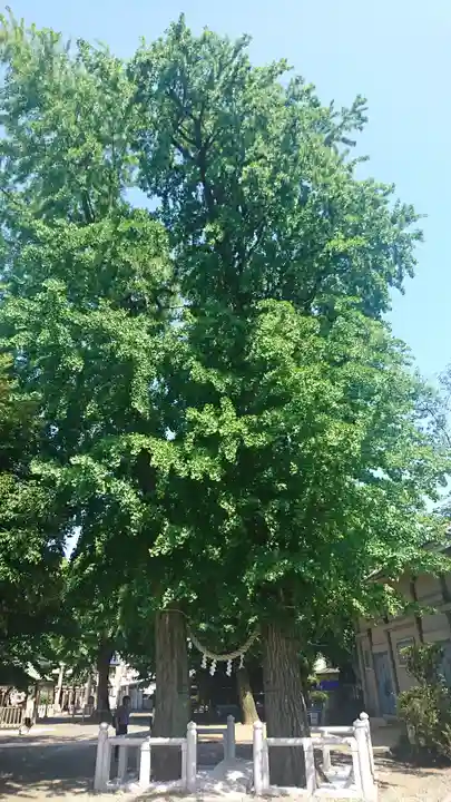 千住神社の自然