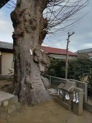 神明神社の自然