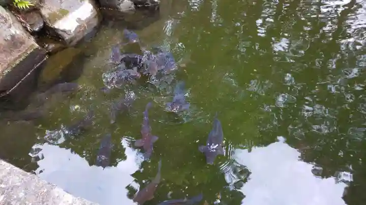 建部大社の動物