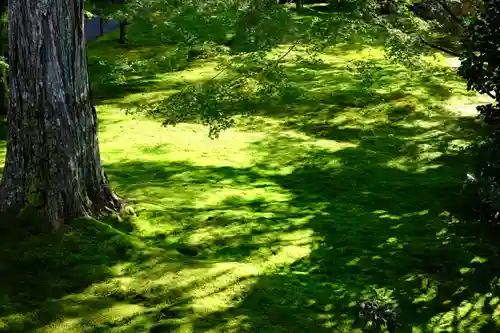 三千院門跡の自然