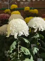 高麗神社の自然