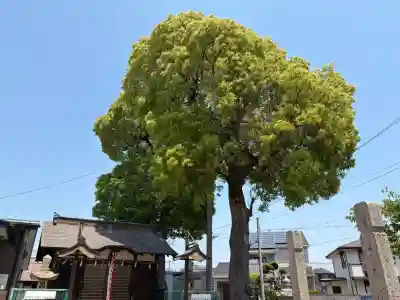 須賀神社(兵庫県)