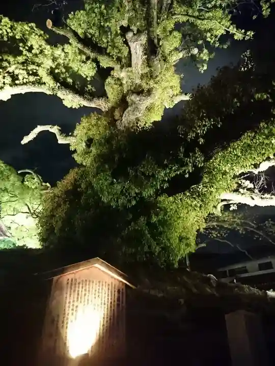 青蓮院門跡の自然