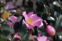 愛宕神社の庭園