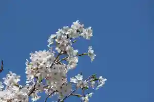 国宝 大法寺の自然(2022年04月14日(木) 09時44分32秒投稿)