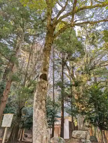 若狭姫神社（若狭彦神社下社）の{uncategorized: "未分類", other: "その他", undefined: "問題あり", building: "その他建物", grave: "お墓", sacred_gate: "鳥居", guardian: "狛犬", statue: "像", buddha: "仏像", history: "歴史", nature: "自然", garden: "庭園", animal: "動物", pagoda: "塔", temizu: "手水舎", mountain_gate: "山門・神門", sanctuary: "本殿・本堂", subordinate: "末社・摂社", art: "芸術", scenery: "景色", jizo: "地蔵", ema: "絵馬", goshuin: "御朱印", omikuji: "おみくじ", items: "授与品その他", amulet: "お守り", goshuincho: "御朱印帳", eats: "食事", festival: "お祭り", votive_dance: "神楽", shichigosan: "七五三参", wedding: "結婚式", experience: "体験その他", initially: "初詣", around: "周辺", anti_infection: "感染症対策"}