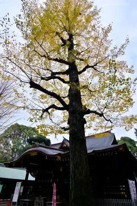 渋谷氷川神社の自然