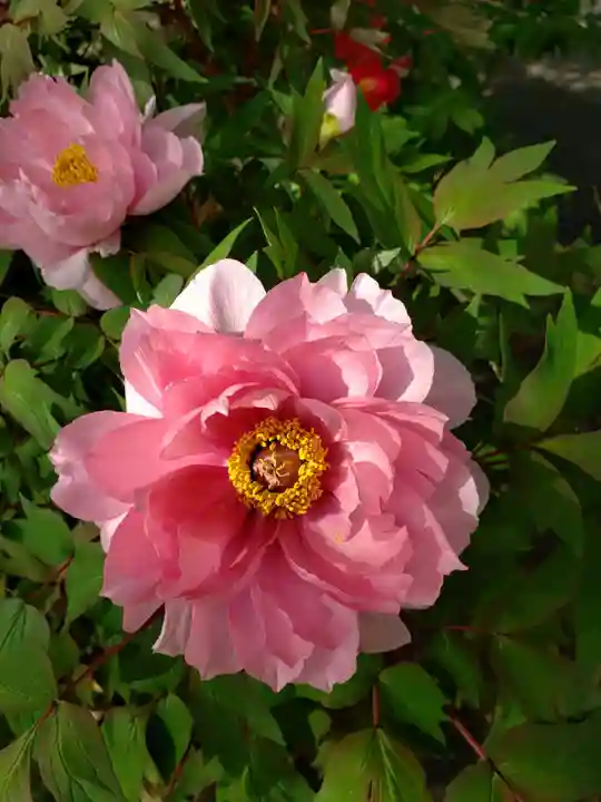 成願寺(東京都)