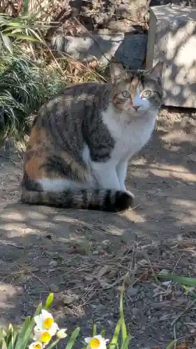 西光寺の{uncategorized: "未分類", other: "その他", undefined: "問題あり", building: "その他建物", grave: "お墓", sacred_gate: "鳥居", guardian: "狛犬", statue: "像", buddha: "仏像", history: "歴史", nature: "自然", garden: "庭園", animal: "動物", pagoda: "塔", temizu: "手水舎", mountain_gate: "山門・神門", sanctuary: "本殿・本堂", subordinate: "末社・摂社", art: "芸術", scenery: "景色", jizo: "地蔵", ema: "絵馬", goshuin: "御朱印", omikuji: "おみくじ", items: "授与品その他", amulet: "お守り", goshuincho: "御朱印帳", eats: "食事", festival: "お祭り", votive_dance: "神楽", shichigosan: "七五三参", wedding: "結婚式", experience: "体験その他", initially: "初詣", around: "周辺", anti_infection: "感染症対策"}