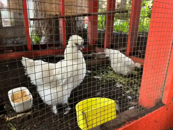 田無神社の動物