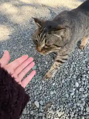 上岩出神社の{uncategorized: "未分類", other: "その他", undefined: "問題あり", building: "その他建物", grave: "お墓", sacred_gate: "鳥居", guardian: "狛犬", statue: "像", buddha: "仏像", history: "歴史", nature: "自然", garden: "庭園", animal: "動物", pagoda: "塔", temizu: "手水舎", mountain_gate: "山門・神門", sanctuary: "本殿・本堂", subordinate: "末社・摂社", art: "芸術", scenery: "景色", jizo: "地蔵", ema: "絵馬", goshuin: "御朱印", omikuji: "おみくじ", items: "授与品その他", amulet: "お守り", goshuincho: "御朱印帳", eats: "食事", festival: "お祭り", votive_dance: "神楽", shichigosan: "七五三参", wedding: "結婚式", experience: "体験その他", initially: "初詣", around: "周辺", anti_infection: "感染症対策"}
