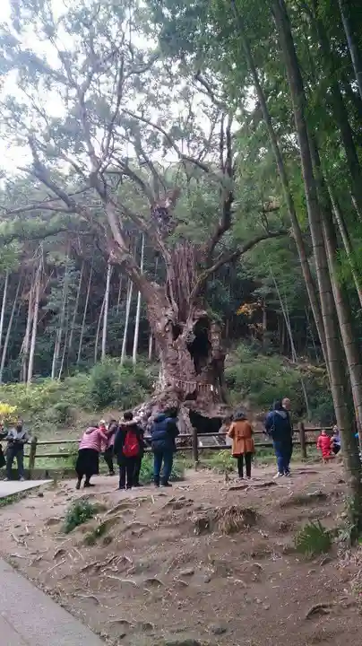 武雄神社の自然