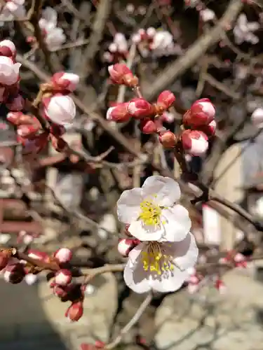 諏訪神社の自然